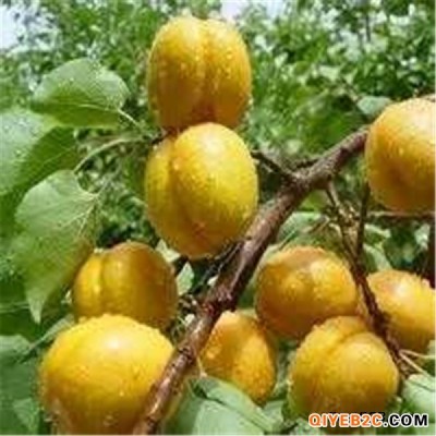 杏树苗品种、荷兰香蜜杏树苗、丰园红杏杏树苗