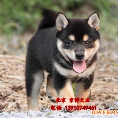 高品质黑色柴犬出售 柴犬图片 日系柴犬价格