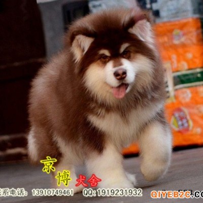 北京熊版阿拉斯加 赛级红色阿拉斯加幼犬价格