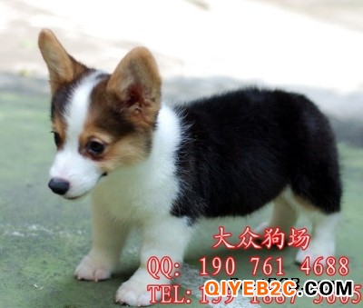 广州好一点的狗场、广州哪里有繁殖宠物狗出售