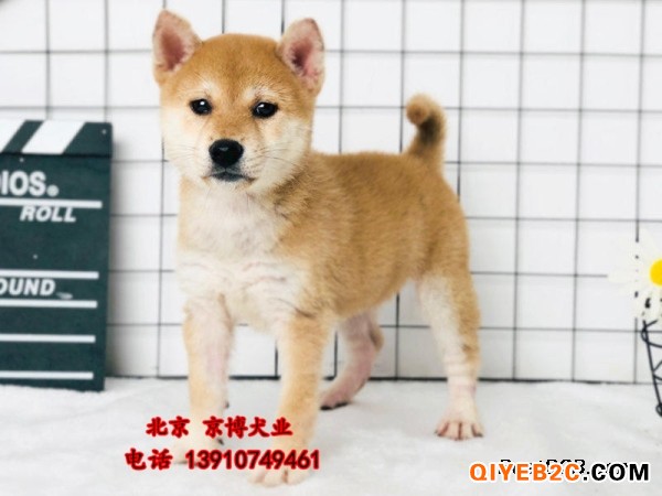 赛级日系柴犬出售 纯种三个月柴犬价格 柴犬犬舍
