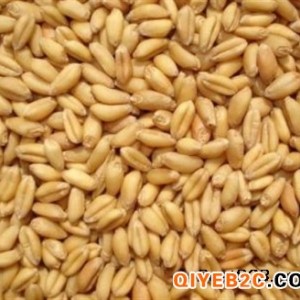 四川蜀窖酒厂现金收购大量大米玉米小麦高粱碎米