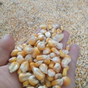 崇州常年收购玉米小麦高粱大米现款结算