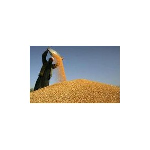 四川蜀窖酒厂现金求购大米小麦玉米高粱