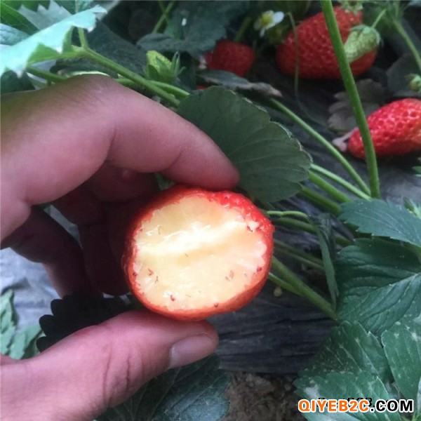 全明晶草莓苗哪里便宜、哪里全明晶草莓苗价格低