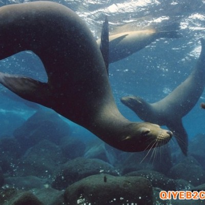 哪里有大型海洋动物出租海洋动物海狮企鹅海豚表演租赁