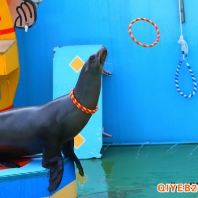海洋动物出租海洋动物海狮企鹅海豚表演租赁展览联系方