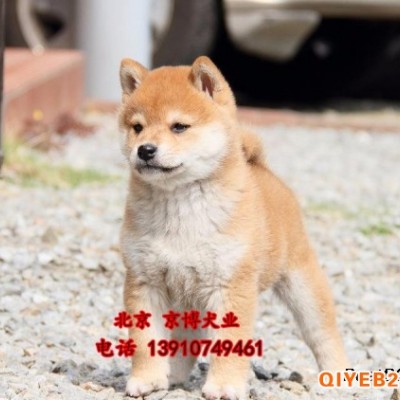 日系柴犬出售 北京柴犬价位 柴犬养殖基地