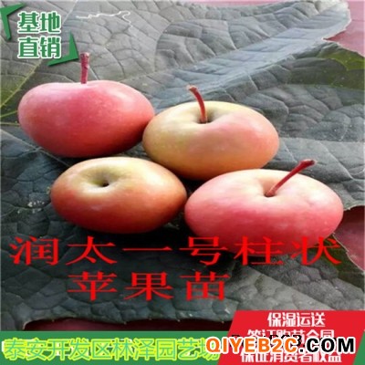 3公分红富士苹果树苗品种