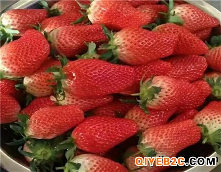 小白草莓苗 一亩地效益