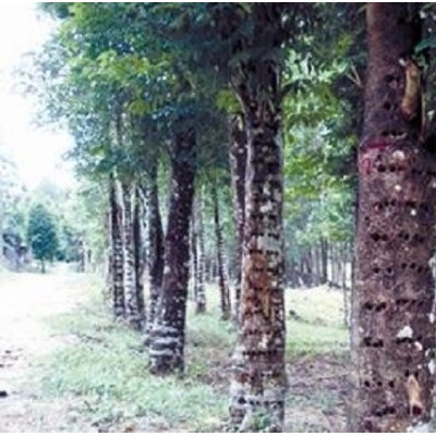 汇生林业涉嫌进行的红木生意，为何会引起如此大的轰动