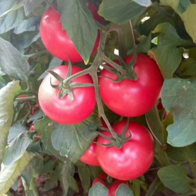 番茄专用光碳肥生根提苗膨果增产