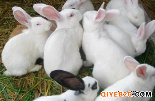 养殖不分年龄100只种兔利润