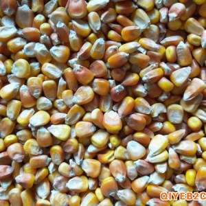 采购玉米、小麦、大米、高粱