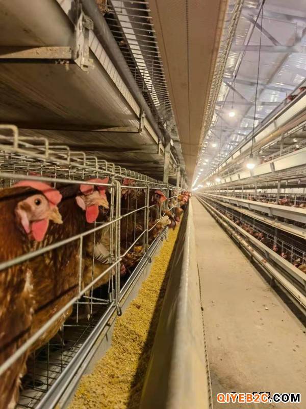 大品牌中州牧业养鸡设备 智能化鸡笼生产