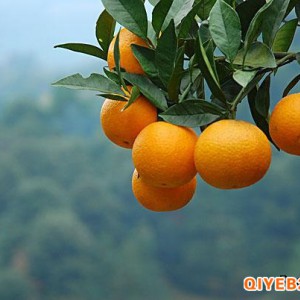 求购柑橘