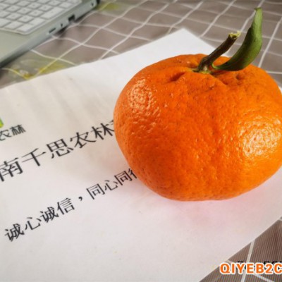 湖南甘平种植苗木基地 年供3万斤甘平柑橘水果