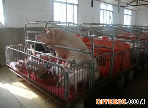 养猪的设备自动料线