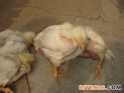肉鸡非典型新城疫不增料鸡扭脖曲颈有神经症状鸡副粘病